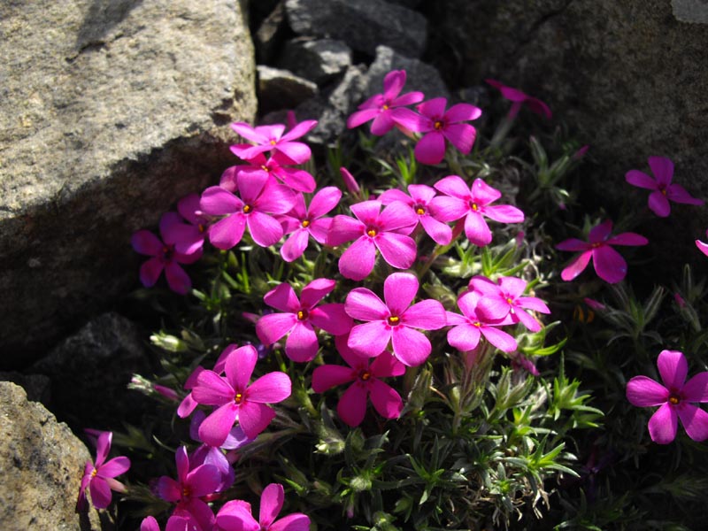 Phlox douglasii'Crackerjack'